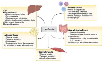 Metformin therapy in pediatric type 2 diabetes mellitus and its comorbidities: A review